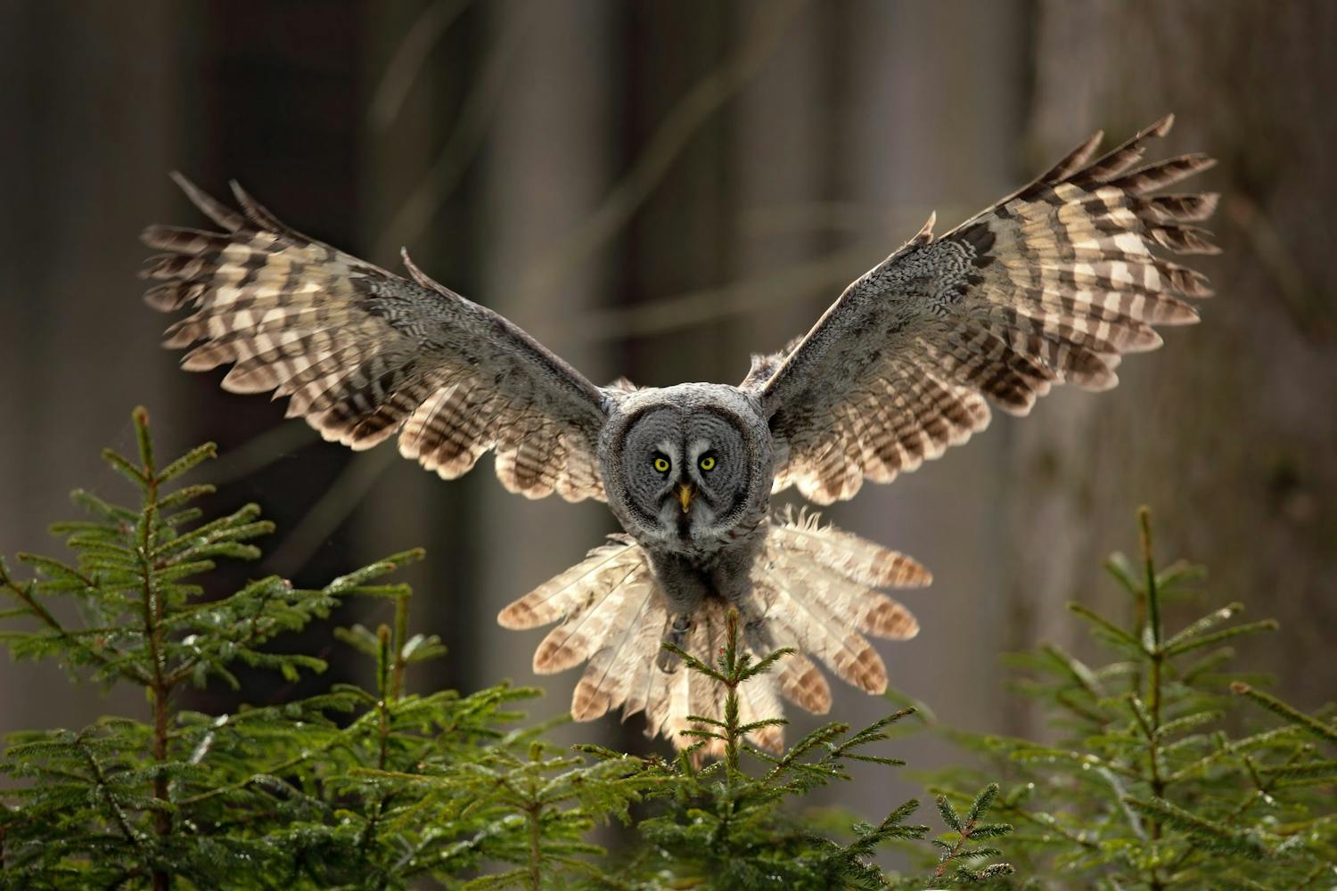 Det rette øyeblikket Ugle med spredte vinger.